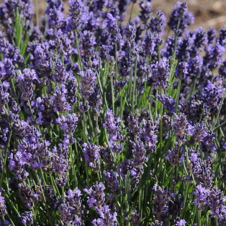 Lavandula angustifolia 'SuperBlue' ~ Super Blue English Lavender-ServeScape