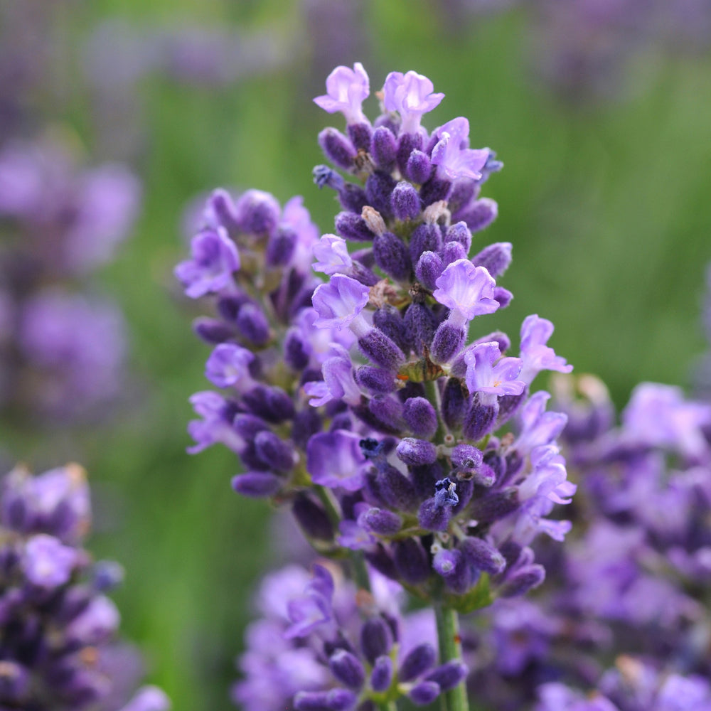Lavandula angustifolia 'SuperBlue' ~ Super Blue English Lavender-ServeScape