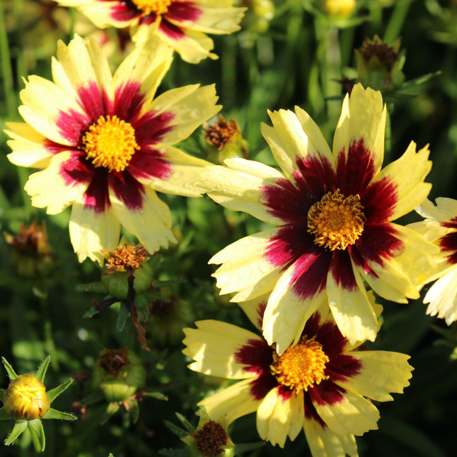 Coreopsis 'Super Star' ~ Super Star Coreopsis-ServeScape