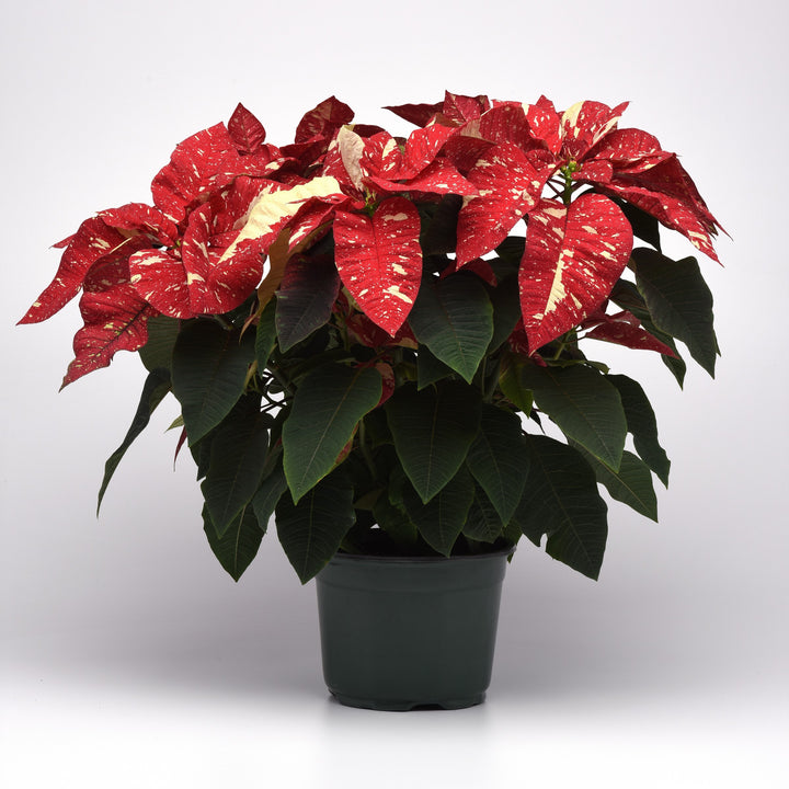 Euphorbia pulcherrima 'LAZZPOSUGI' ~ Superba New Glitter Poinsettia-ServeScape