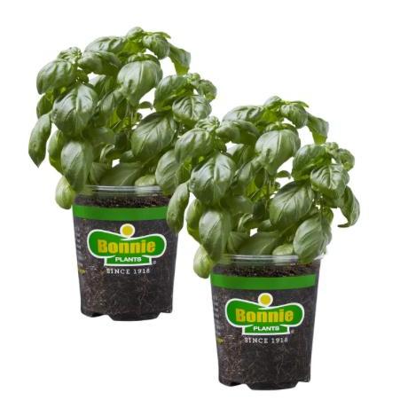 Assorted Herbs ~ Cool Season Herbs (4.5" pot)-ServeScape