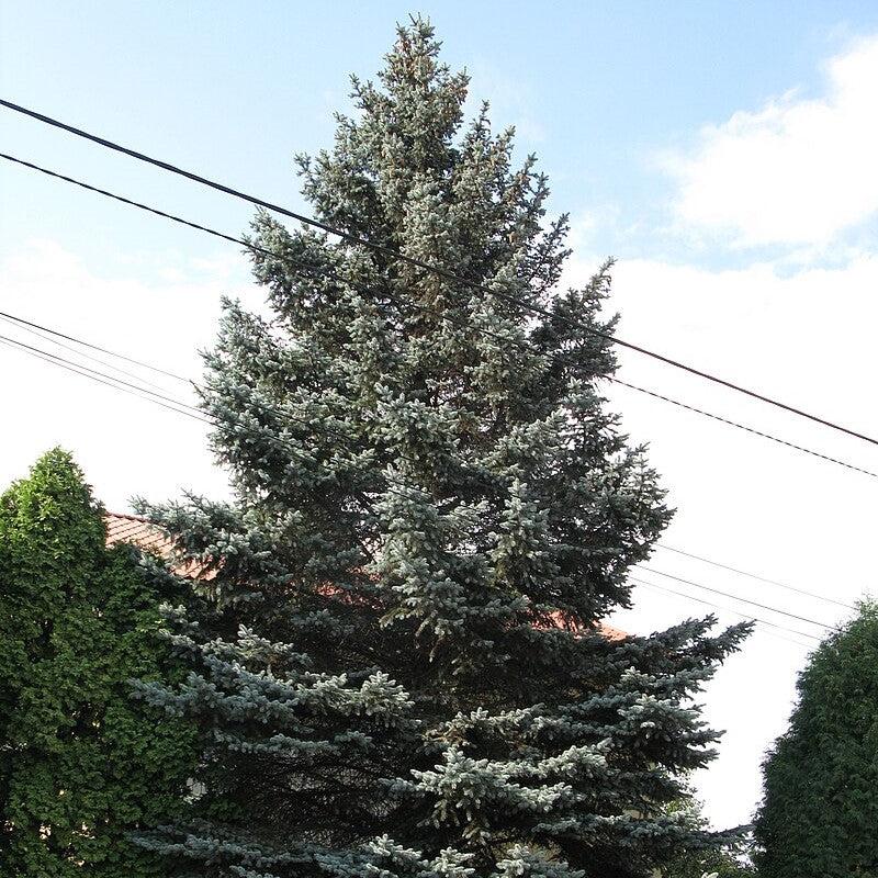 Picea pungens ~ Colorado Blue Spruce-ServeScape