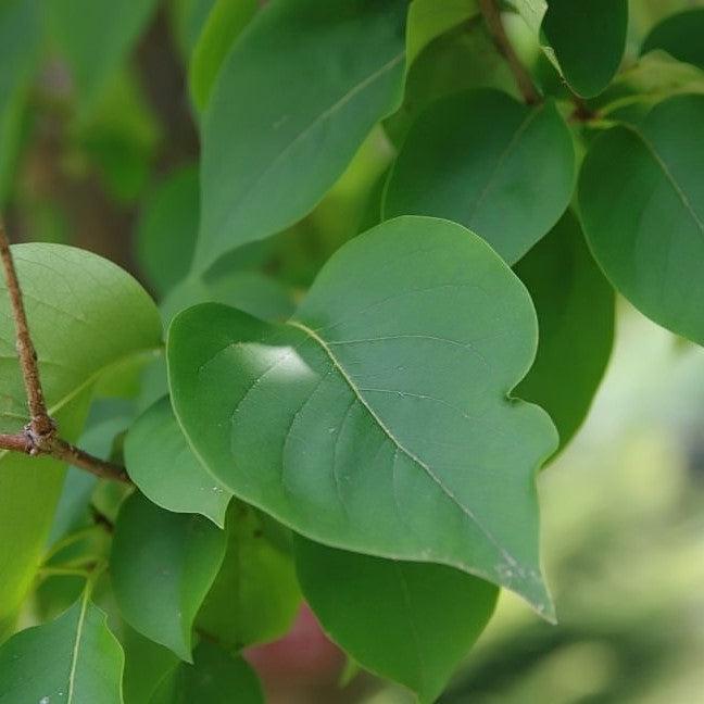 Syringa reticulata 'Ivory Silk'~ Ivory Silk Japanese Tree Lilac-ServeScape