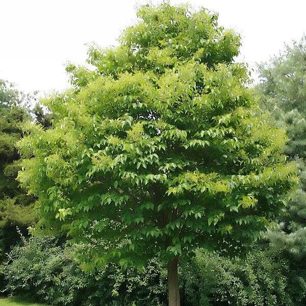 Syringa reticulata 'Ivory Silk'~ Ivory Silk Japanese Tree Lilac-ServeScape