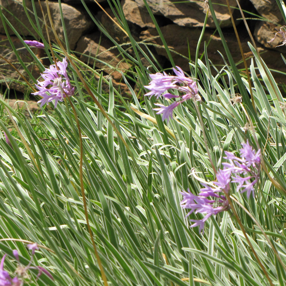 Tulbaghia violacea 'Tricolor' ~ Monrovia® Tri-color Society Garlic-ServeScape
