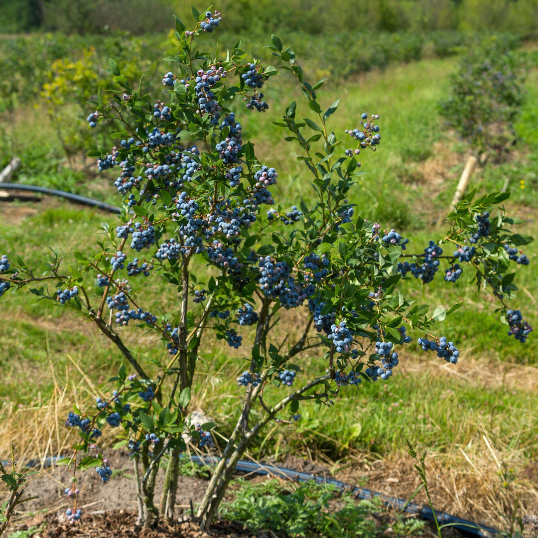 Vaccinium corymbosum ZF06-051' PP29,437 ~ Monrovia® Bountiful™ Delight Blueberry-ServeScape