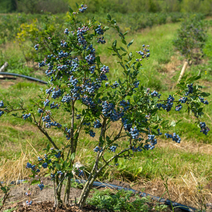 Vaccinium corymbosum ZF06-051' PP29,437 ~ Monrovia® Bountiful™ Delight Blueberry-ServeScape