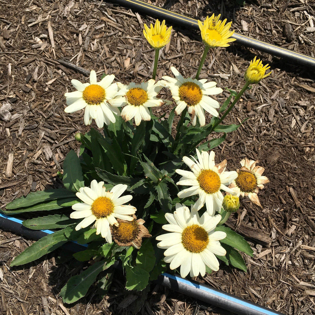 Leucanthemum maximum 'Western Star Gemini' ~ Monrovia® Western Star™ Gemini Shasta Daisy-ServeScape