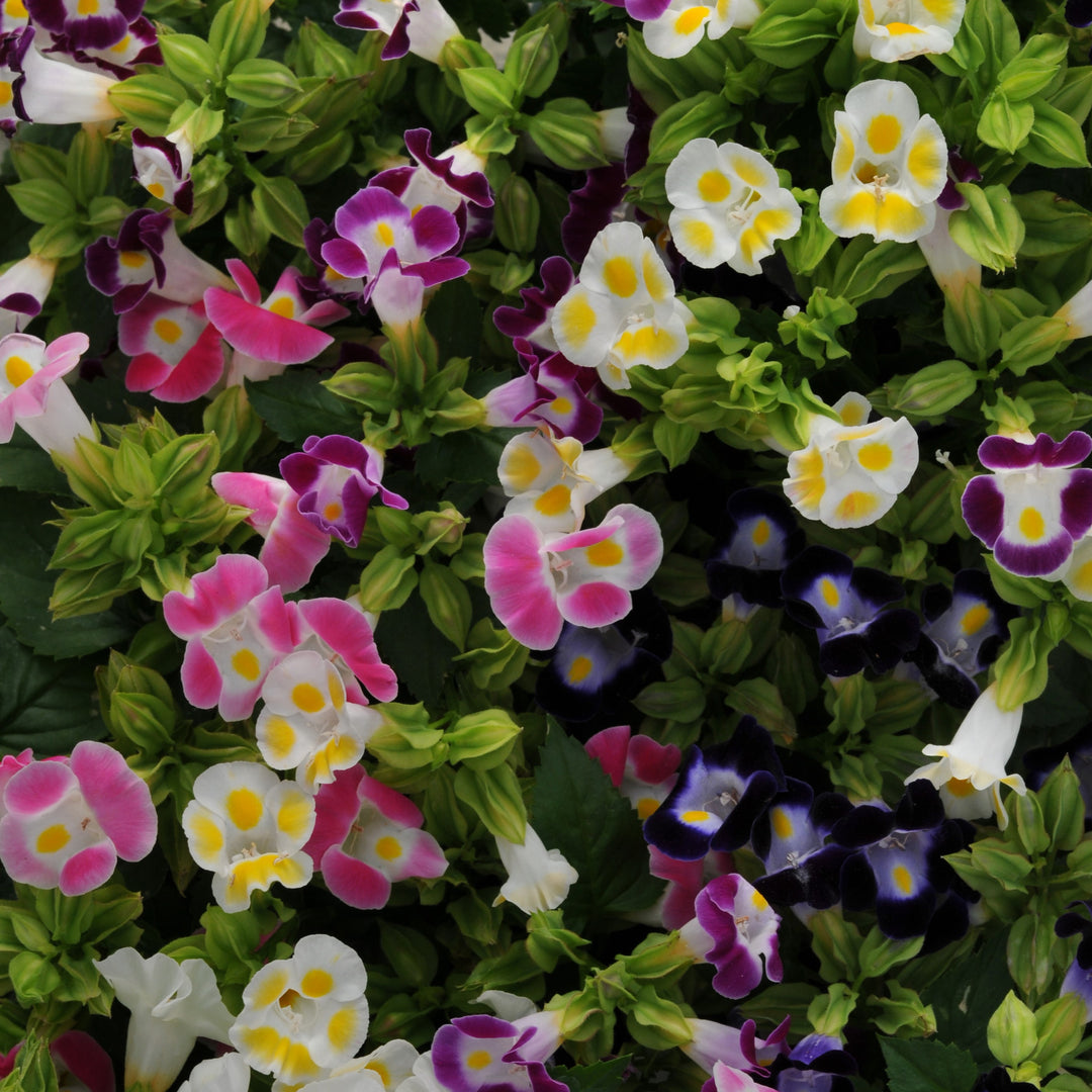 Torenia fournieri 'Kauai Mix' ~ Kauai™ Mix Wishbone Flower-ServeScape