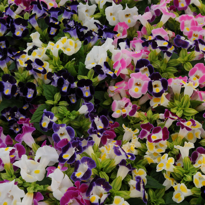 Torenia fournieri 'Kauai Mix' ~ Kauai™ Mix Wishbone Flower-ServeScape