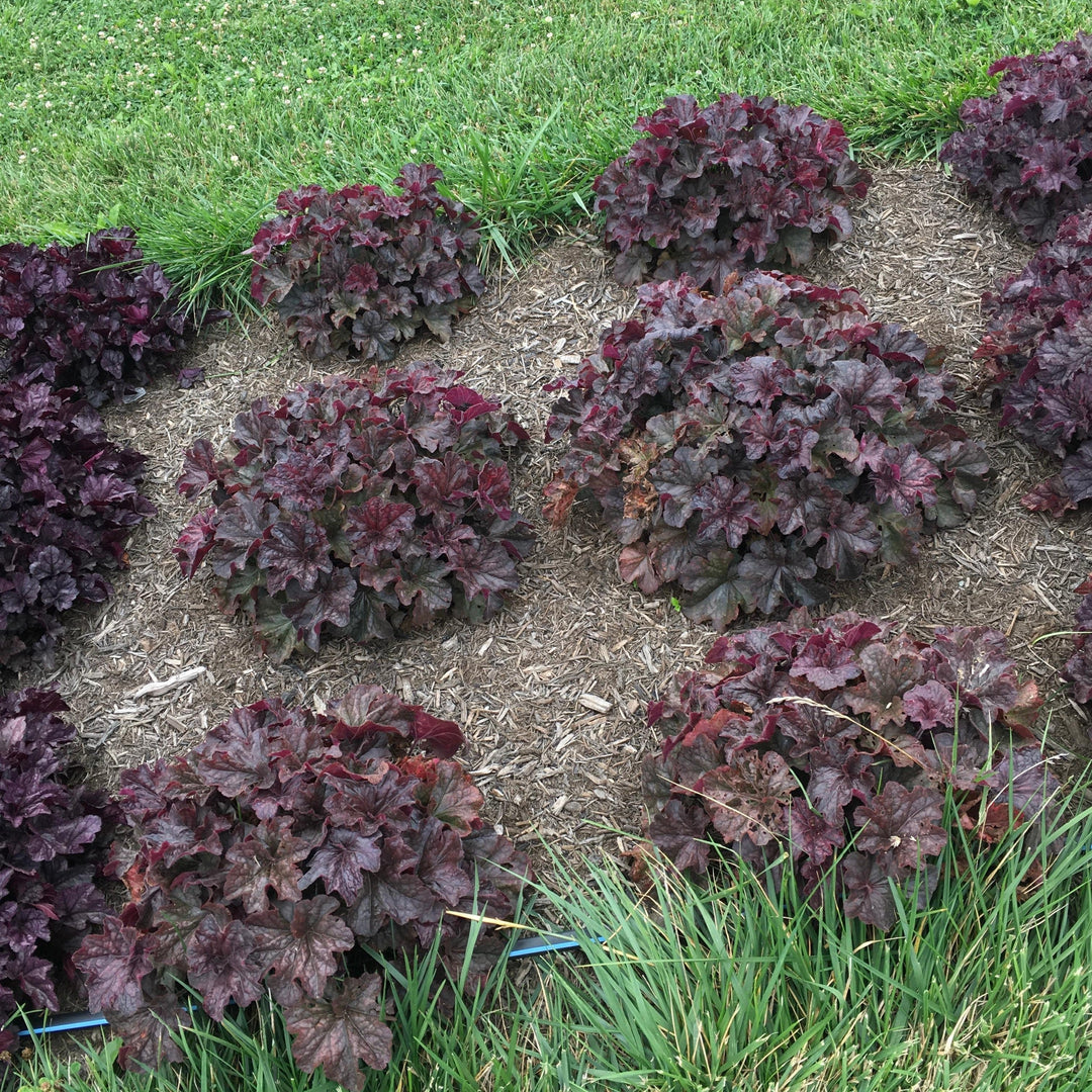 Heuchera x villosa TNHEUGB' ~ Monrovia® Grande™ Black Coral Bells, Heuchera-ServeScape