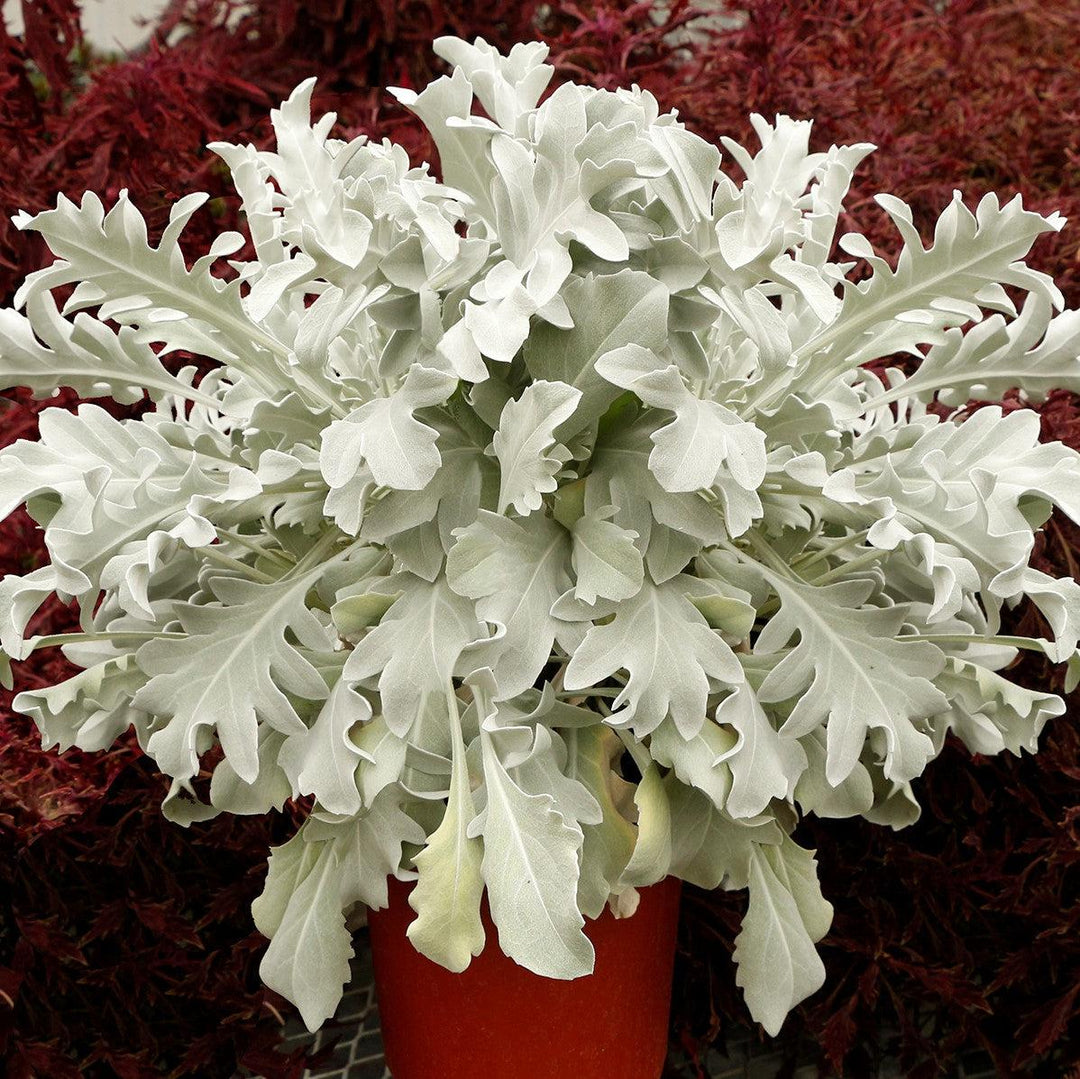 Senecio cineraria 'Snowy Owl' ~ Monrovia® Snowy Owl Dusty Miller-ServeScape