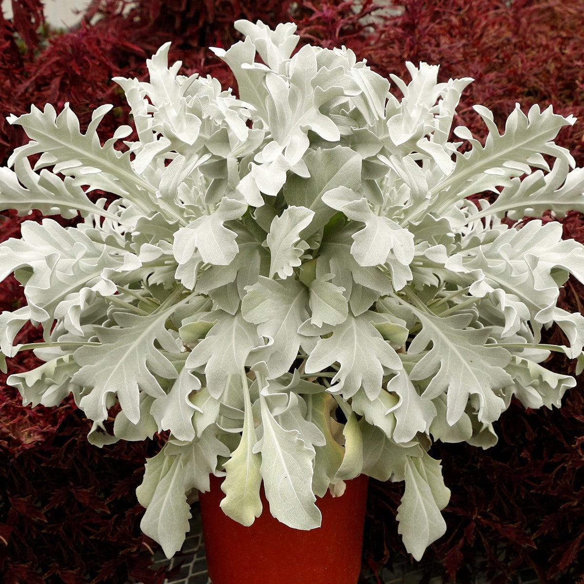 Senecio cineraria 'Snowy Owl' ~ Monrovia® Snowy Owl Dusty Miller-ServeScape