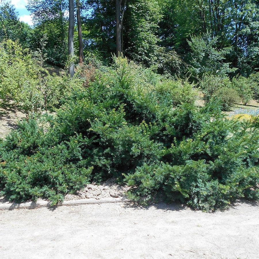 Taxus baccata 'Repandens' ~ Spreading Yew-ServeScape