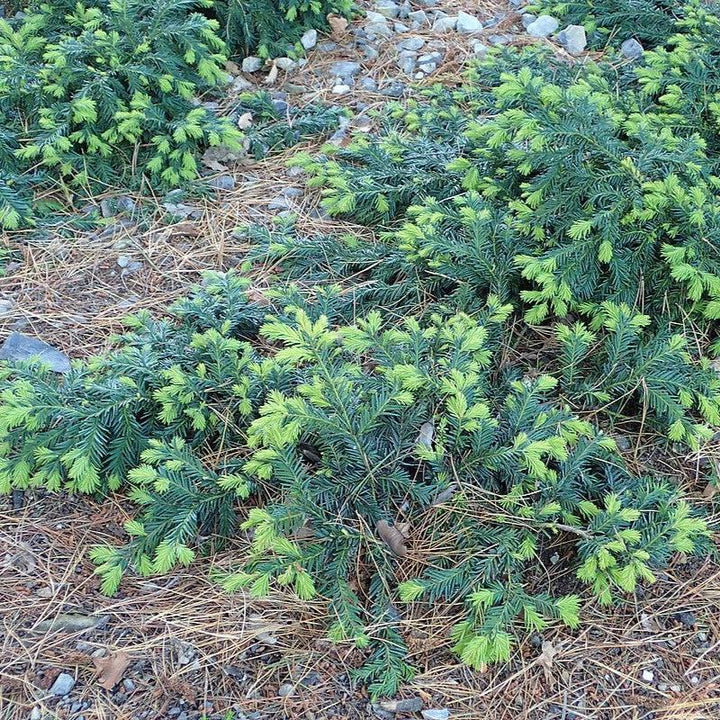 Taxus baccata 'Repandens' ~ Spreading Yew-ServeScape