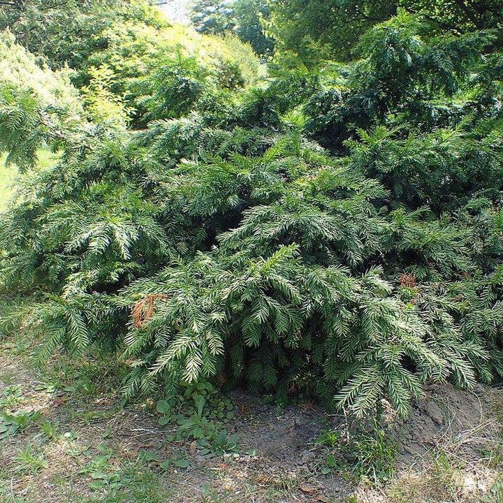 Taxus baccata 'Repandens' ~ Spreading Yew-ServeScape