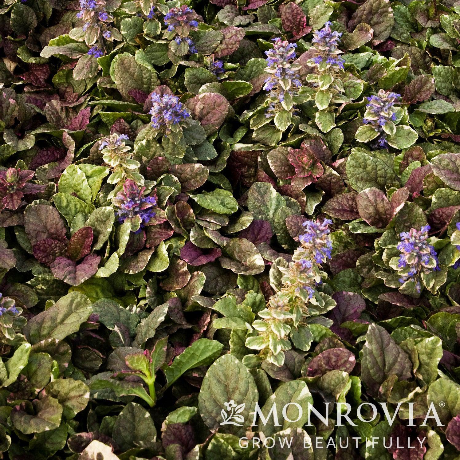 Ajuga reptans 'Burgundy Glow' ~ Monrovia® Burgundy Glow Bugleweed-ServeScape