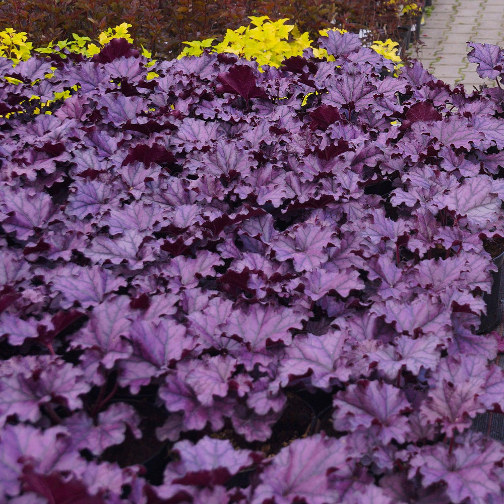 Heuchera x villosa 'TNHEUGA' ~ Monrovia® Grande™ Amethyst Coral Bells, Heuchera-ServeScape