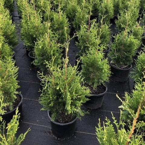 Thuja standishii x plicata 'Green Giant' ~ Green Giant Arborvitae-ServeScape