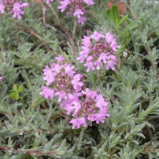 Thymus neiceffii ~ Juniper Leaf Thyme-ServeScape