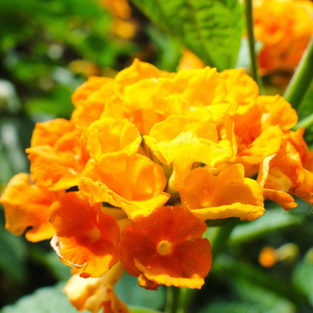 Lantana 'PII-LC1' ~ Monrovia® Casablanca® Lantana-ServeScape