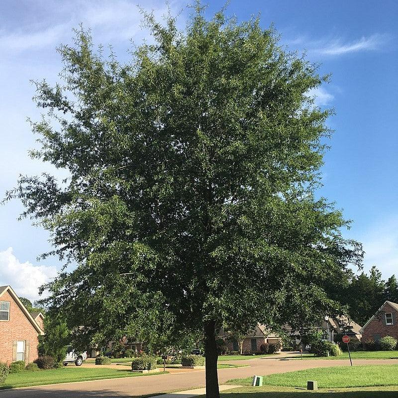 Quercus phellos 'QPSTA' ~ Hightower® Willow Oak-ServeScape
