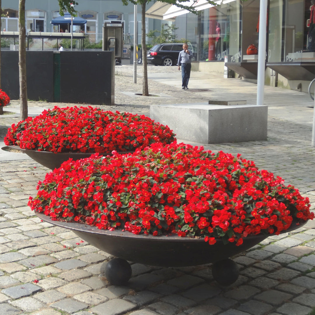 Begonia elatior 'MacaRouge' ~ Monrovia® Dreams® Garden MacaRouge Begonia-ServeScape
