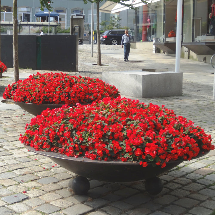 Begonia elatior 'MacaRouge' ~ Monrovia® Dreams® Garden MacaRouge Begonia-ServeScape