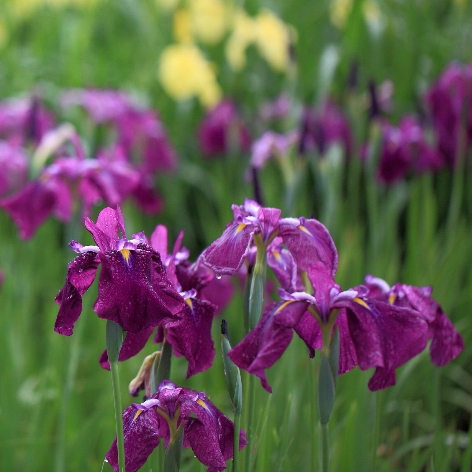 Iris ensata 'Ruby King' ~ Monrovia® Ruby King Japanese Iris-ServeScape