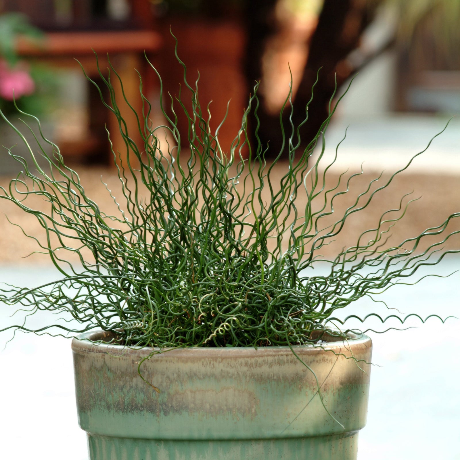 Juncus effusus spiralis 'Twister' ~ Monrovia® ColorGrass® Twister Rush-ServeScape