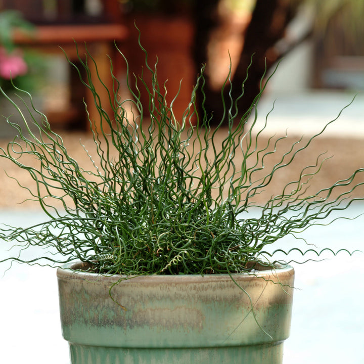 Juncus effusus spiralis 'Twister' ~ Monrovia® ColorGrass® Twister Rush-ServeScape