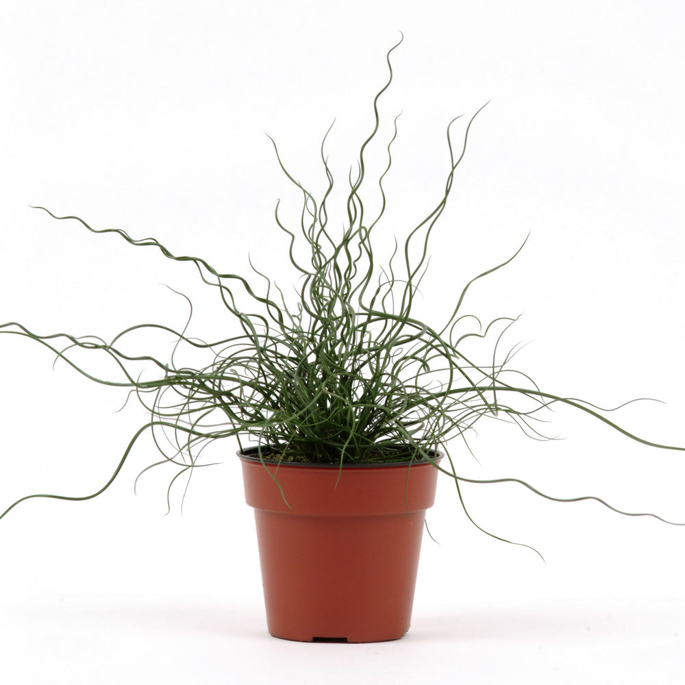 Juncus effusus spiralis 'Twister' ~ Monrovia® ColorGrass® Twister Rush-ServeScape