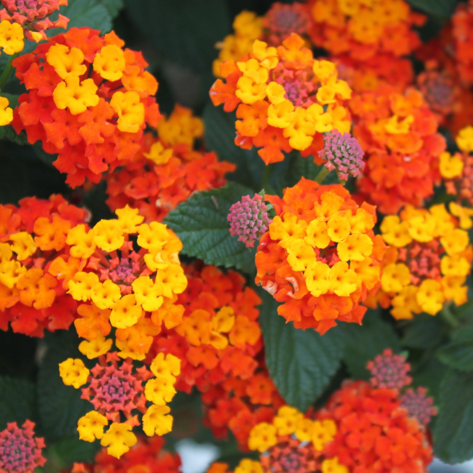 Lantana camara 'Fiesta Picante' ~ Monrovia® Fiesta™ Picante Lantana-ServeScape