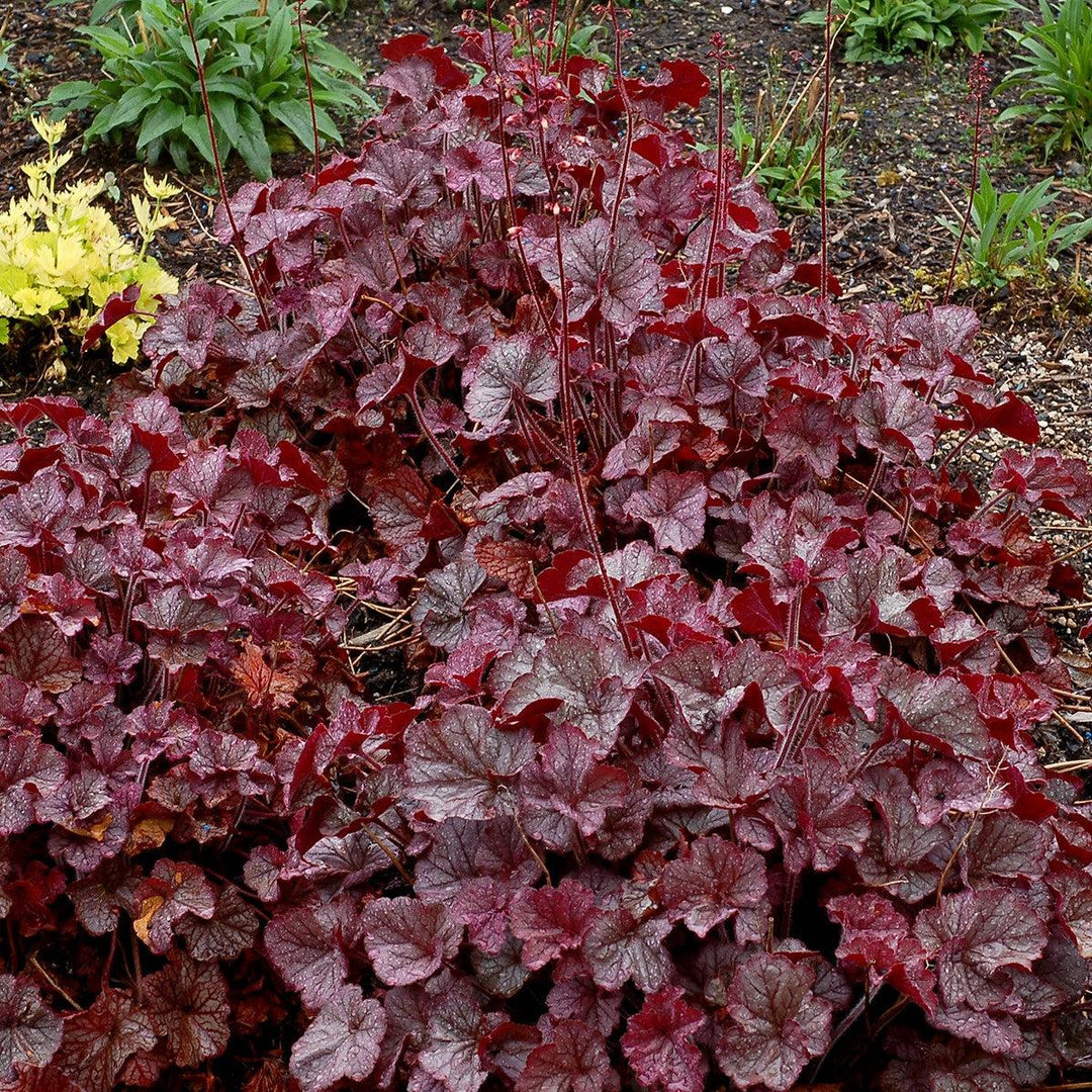 Heuchera x 'TNHEUNES' PP29632 ~ Monrovia® Northern Exposure™ Silver Heuchera-ServeScape