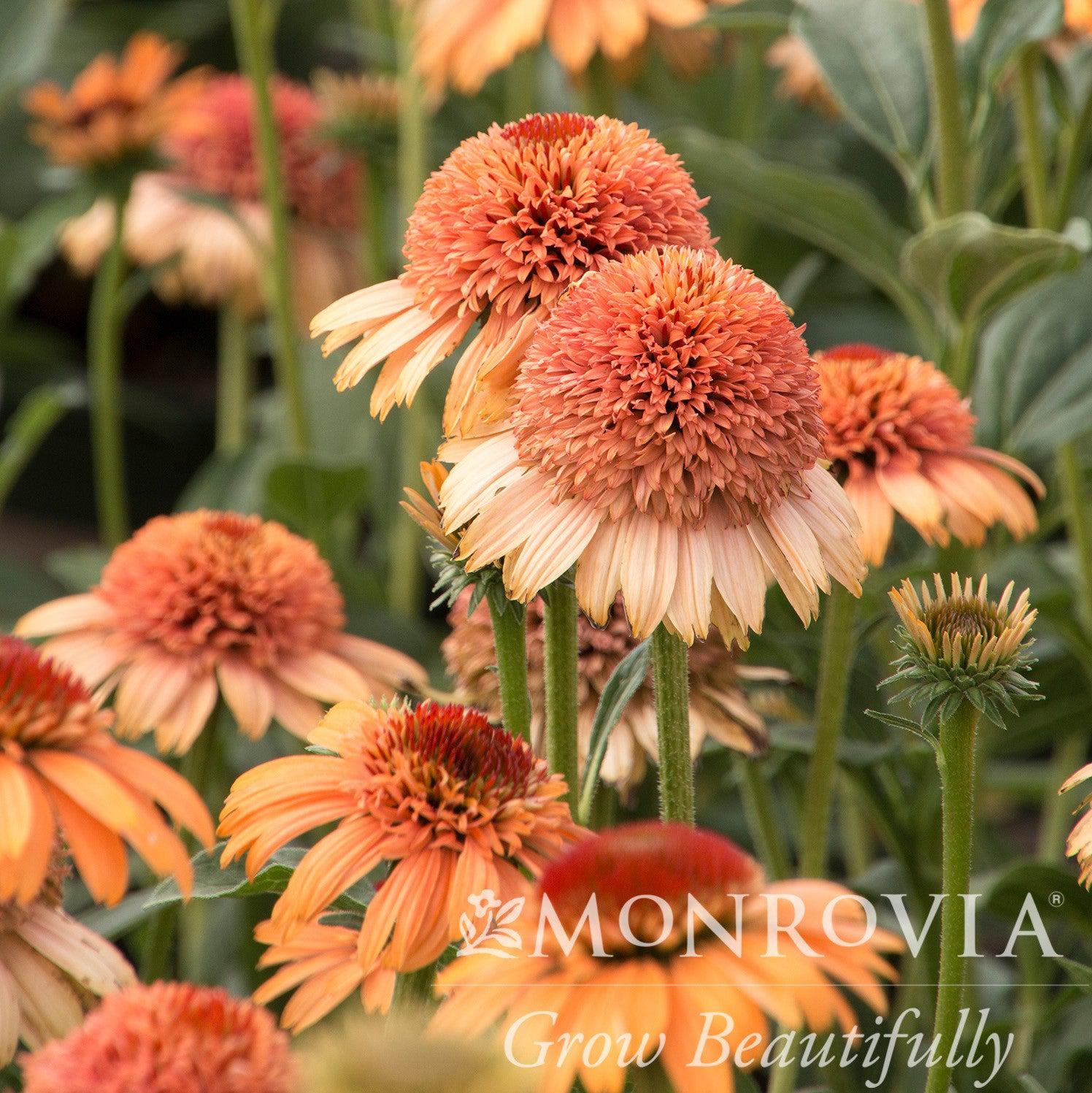 Echinacea 'Cantaloupe' PP #24,897 ~ Monrovia® Supreme™ Cantaloupe Coneflower-ServeScape