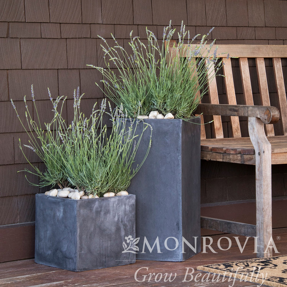 Lavandula × intermedia 'Niko' PP24,193 ~ Monrovia® Phenomenal® Lavender, Lavadin-ServeScape