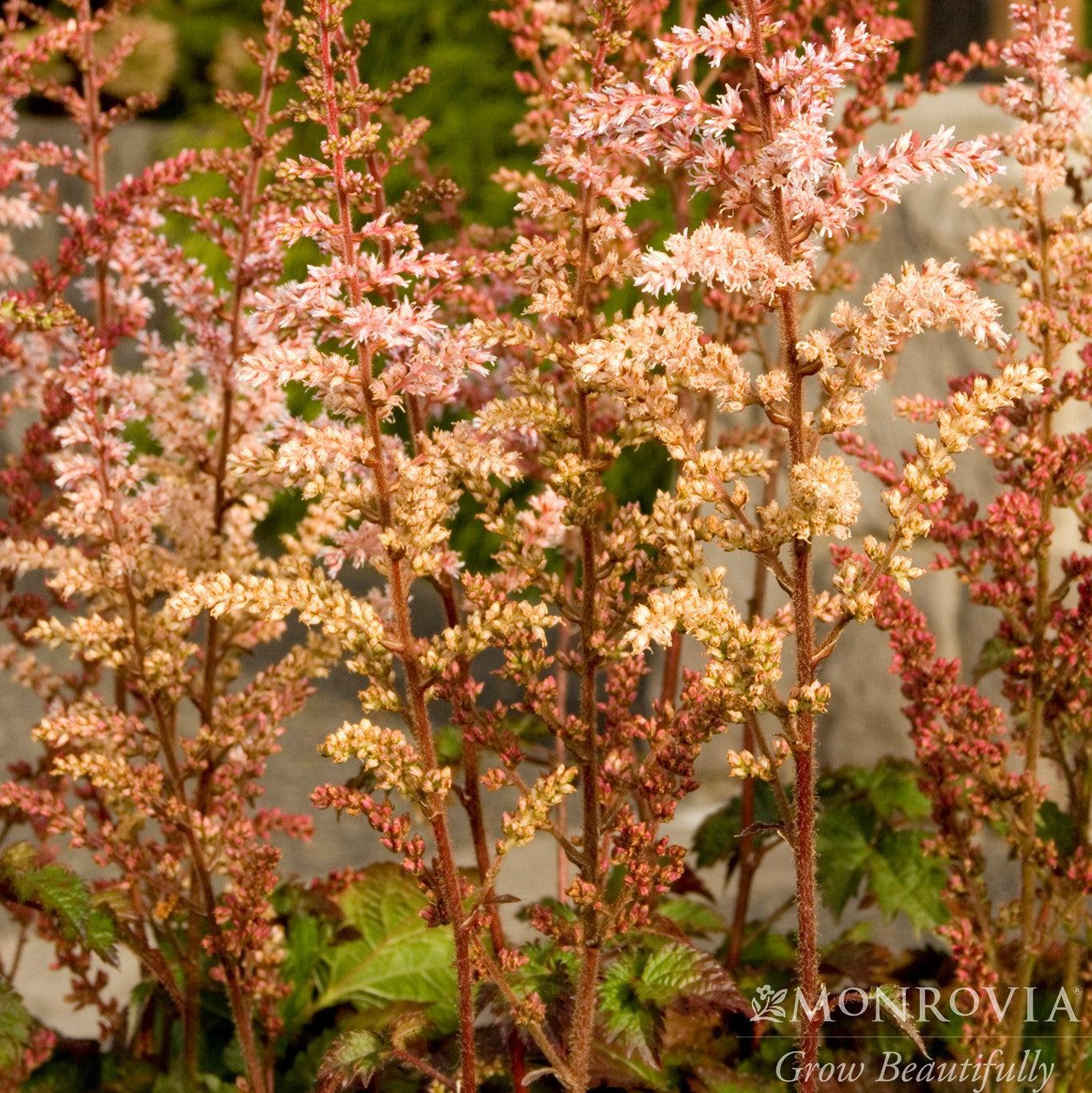 Astilbe x arendsii 'Beauty of Ernst' ~ Monrovia® Color Flash Astilbe-ServeScape
