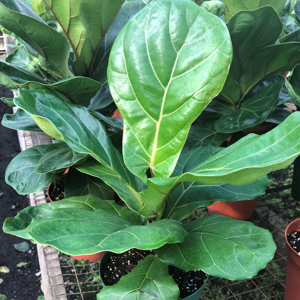 Ficus lyrata ~ Monrovia® Fiddle-Leaf Fig-ServeScape