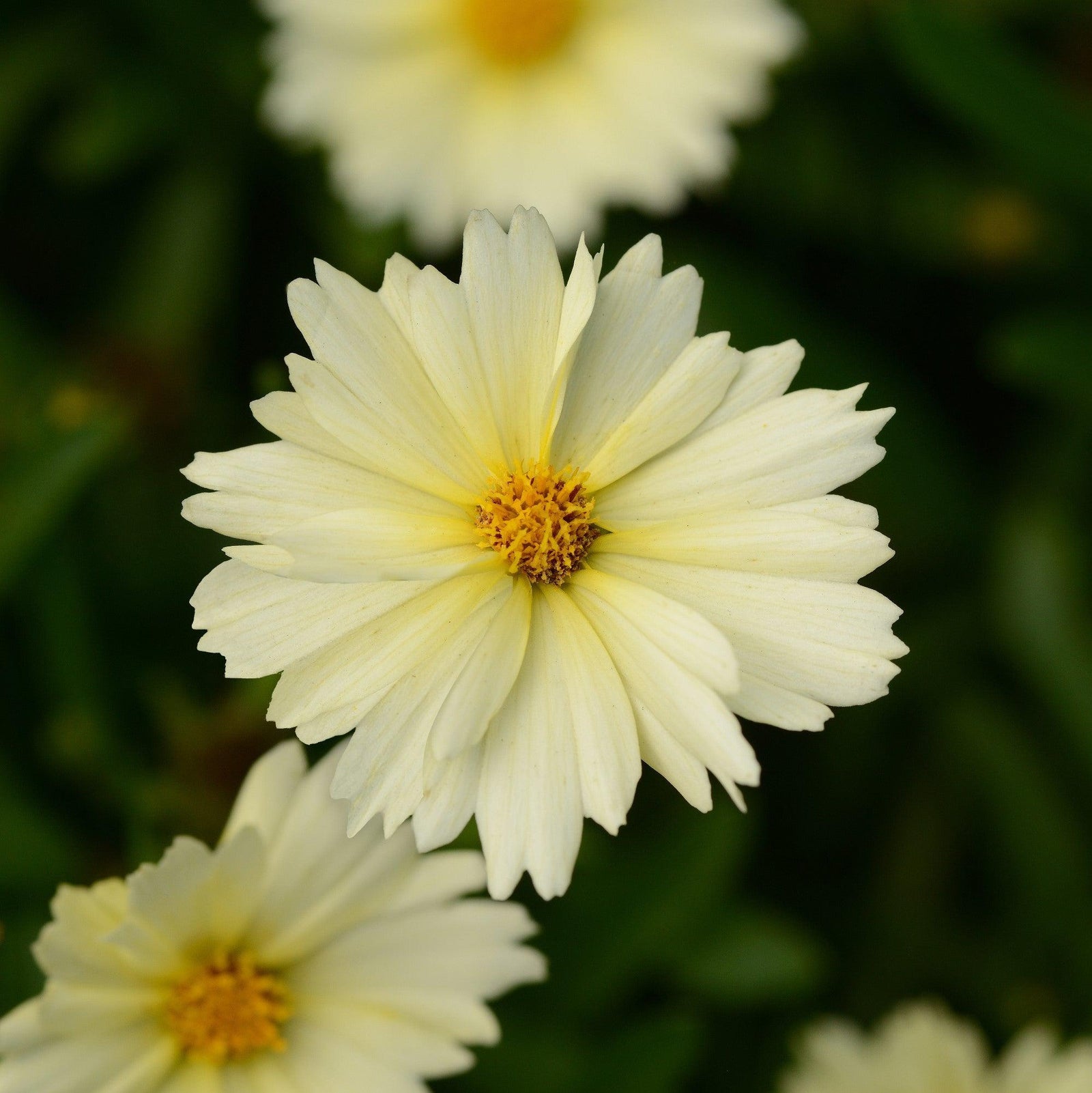 Coreopsis 'Balupteam' PP28,964 ~ UpTick™ Cream Coreopsis-ServeScape