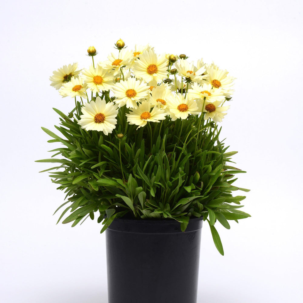 Coreopsis 'Balupteam' PP28,964 ~ UpTick™ Cream Coreopsis-ServeScape