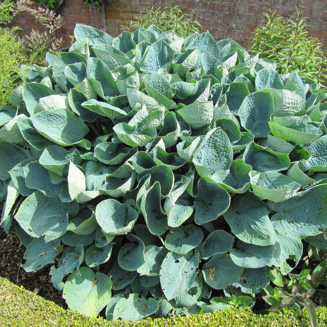 Hosta x 'Big Daddy' ~ Monrovia® Big Daddy Hosta-ServeScape