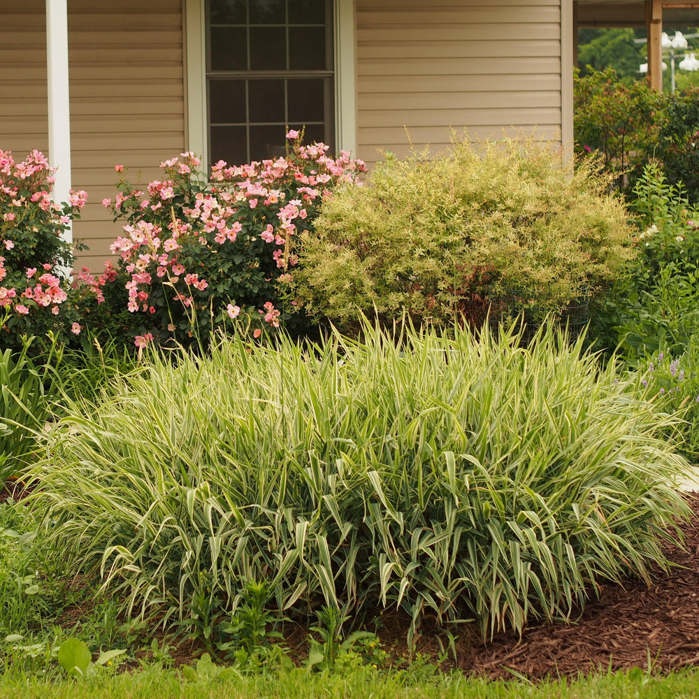 Carex morrowii 'Aurea-variegata' ~ Monrovia® Variegated Japanese Sedge-ServeScape