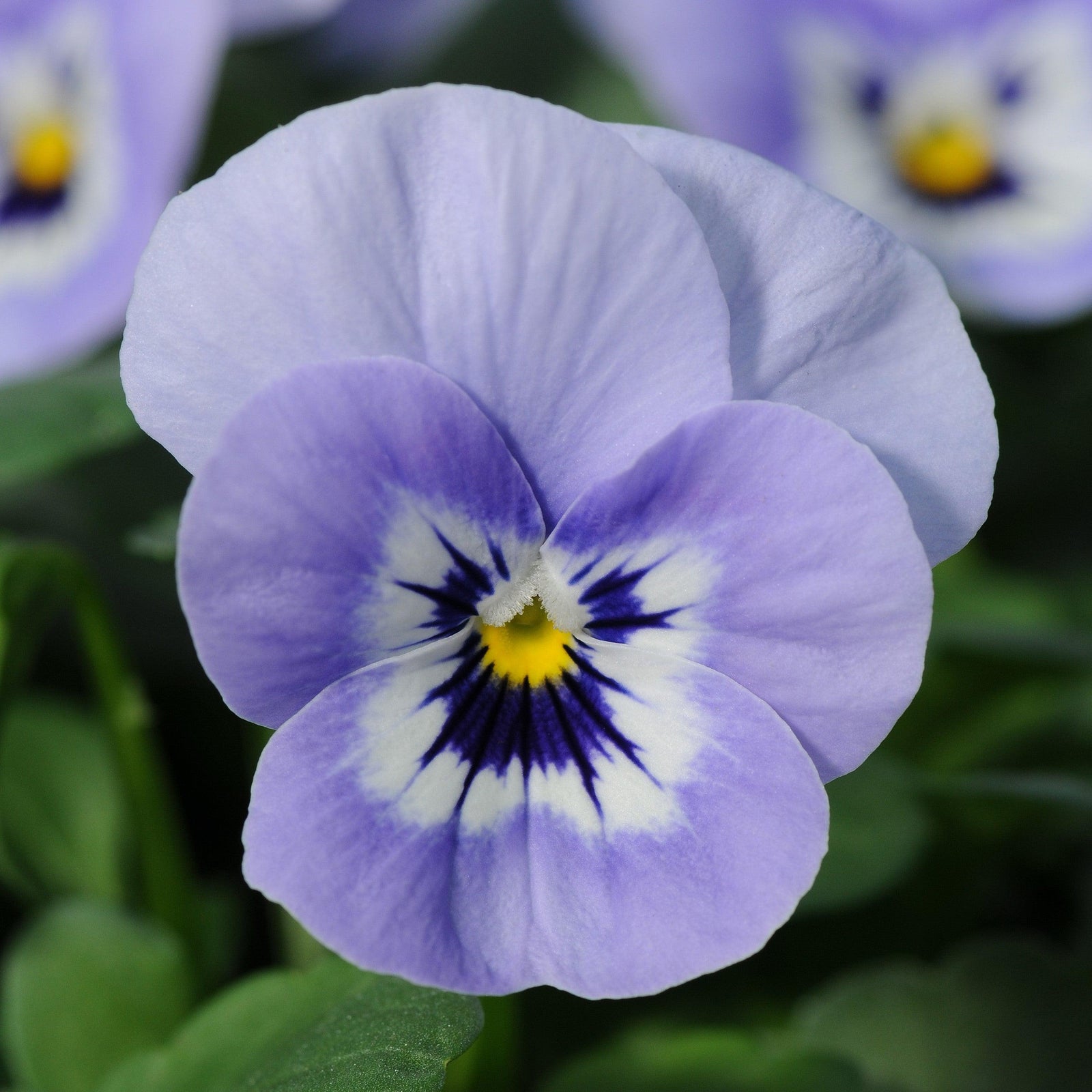 Viola cornuta 'PAS912438' ~ Sorbet™ XP Marina Viola-ServeScape