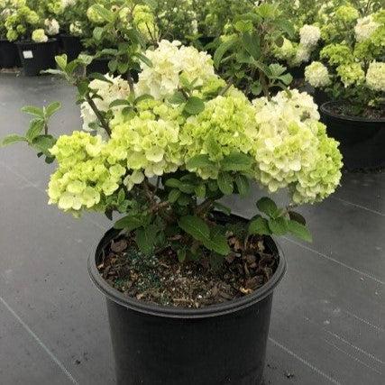Viburnum macrocephalum 'Sterile' ~ Sterile Viburnum, Chinese Snowball-ServeScape