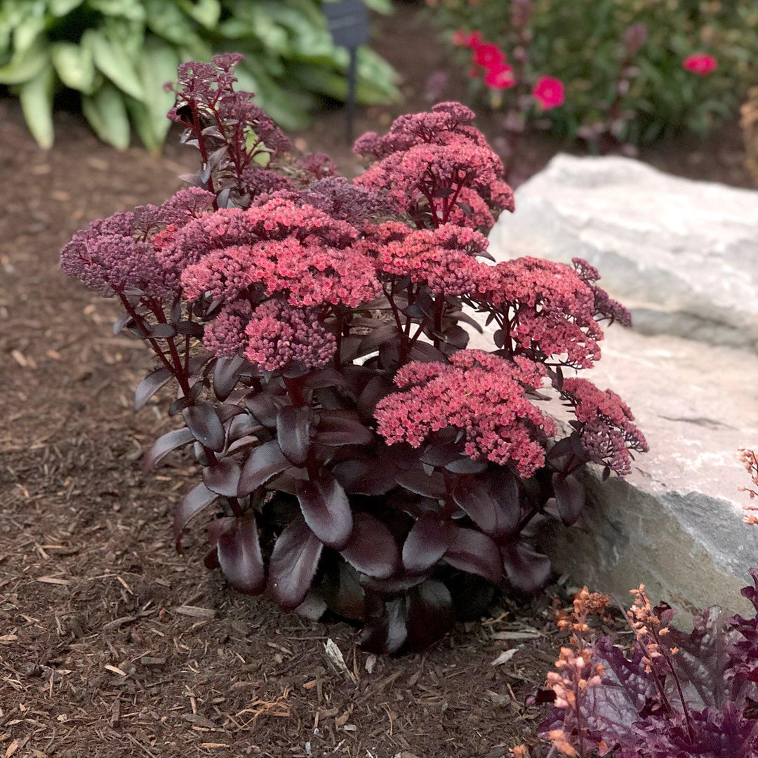 Sedum telephium 'Dark Magic' PP #27,619 ~ Monrovia® Dark Magic Sedum-ServeScape