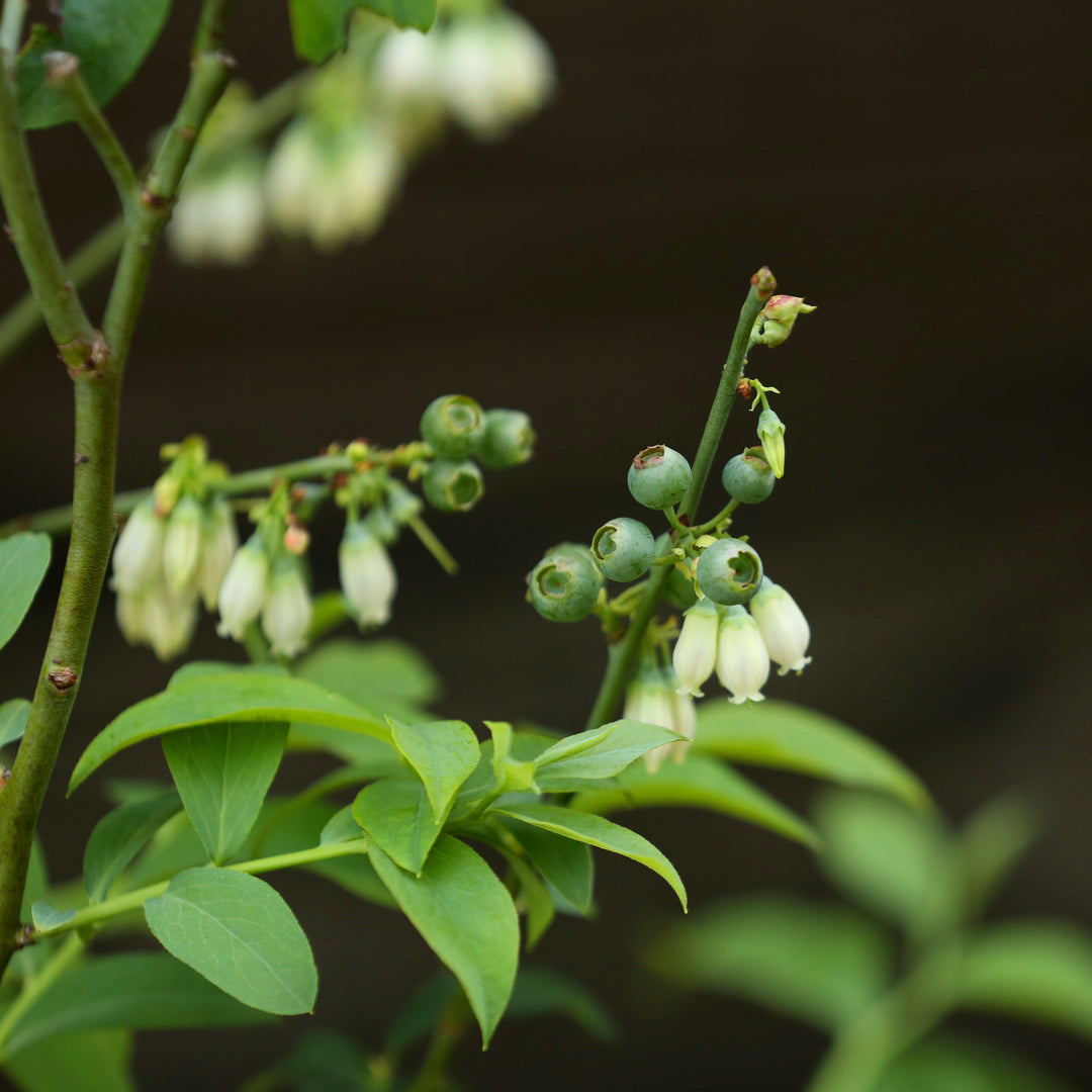 Vaccinium ashei 'Brightwell' ~ Brightwell Rabbiteye Blueberry-ServeScape