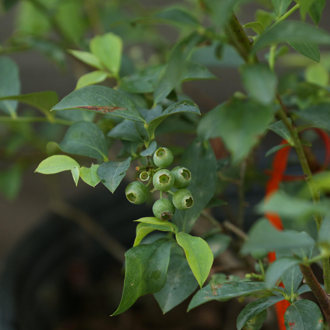 Vaccinium ashei 'Brightwell' ~ Brightwell Rabbiteye Blueberry-ServeScape