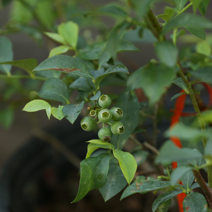 Vaccinium ashei 'Brightwell' ~ Brightwell Rabbiteye Blueberry-ServeScape
