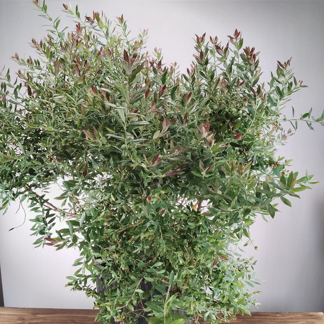Vaccinium darrowii 'Rosa's Blush' ~ Rosa's Blush Evergreen Blueberry-ServeScape