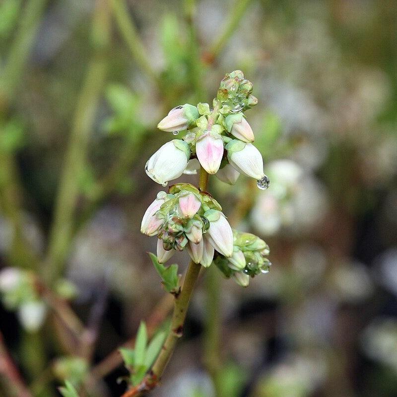 Vaccinium corymbosum 'Bluecrop' ~ Bluecrop Highbush Blueberry-ServeScape